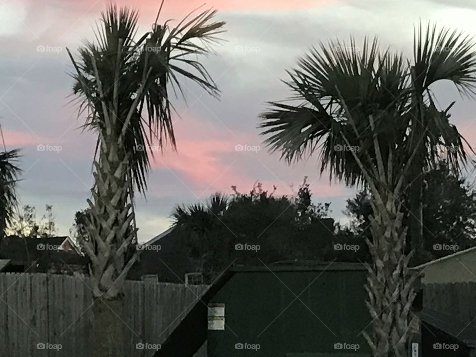 Palmetto Tree Sunset
