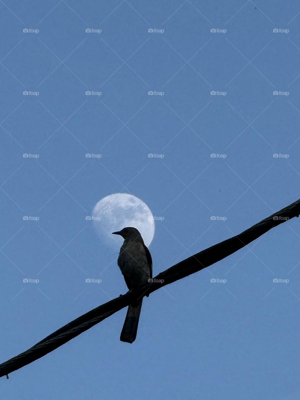 Silhouette of a lone Northern Mockingbird crowned with a rising moon on a blue afternoon sky