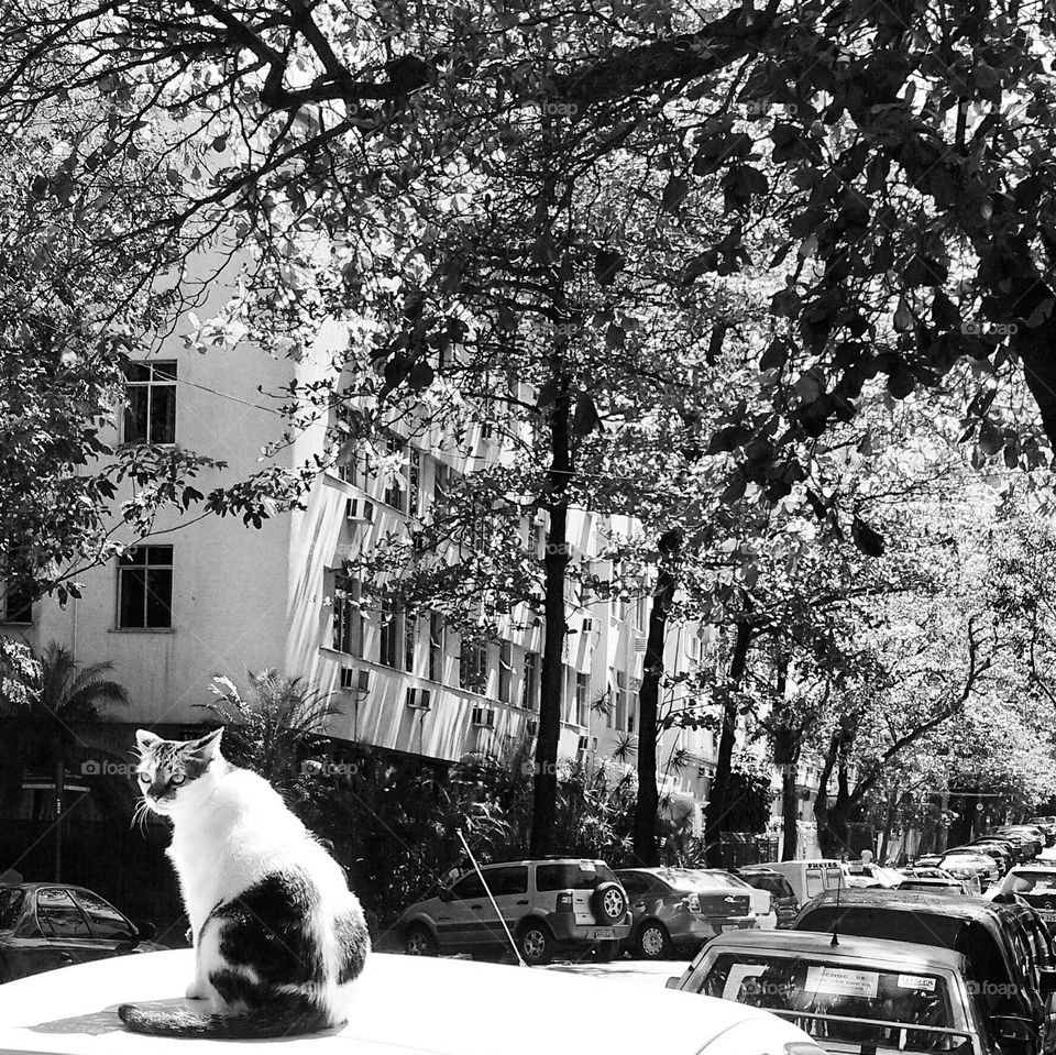 Street Cat from Copacabana