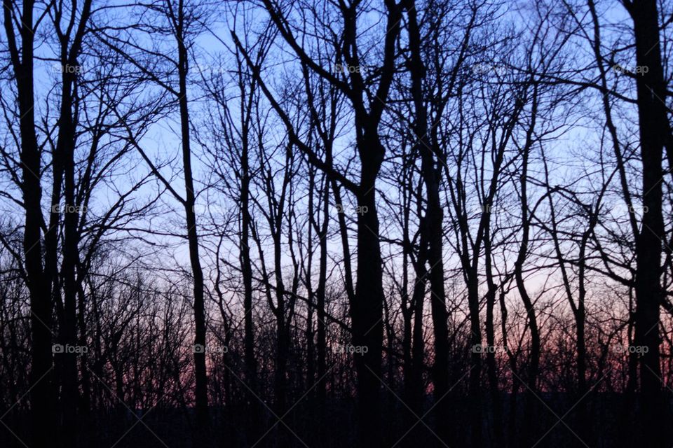 Beauty within the Trees