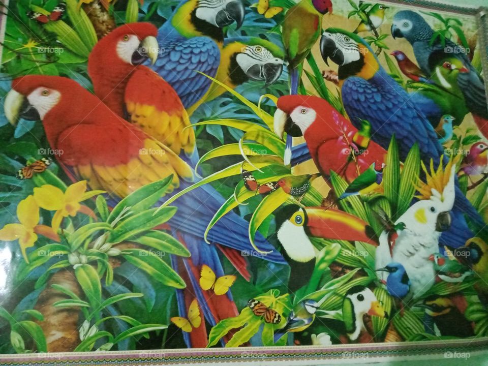 more parrot