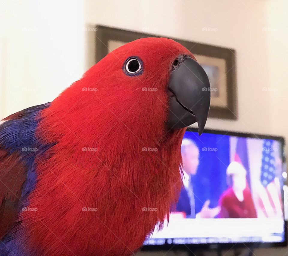 Family parrot