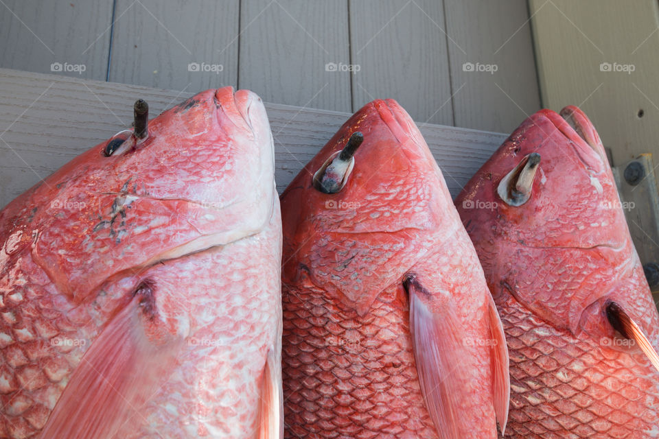 Red fish hanging on the board