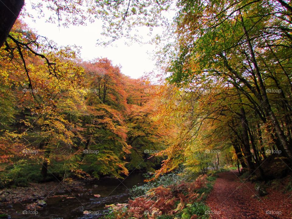 autumn colours