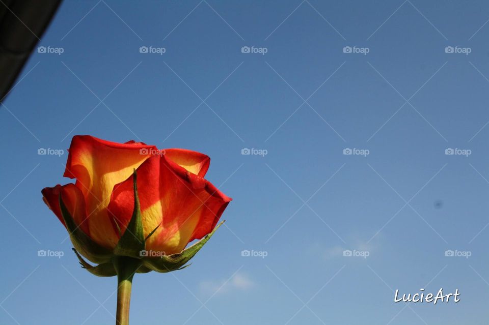 rose in the sky
