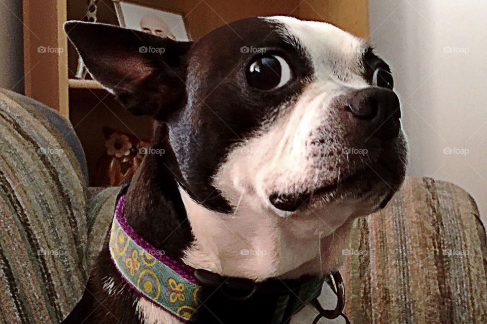 An adorable black and white dog with very expressive eyes.