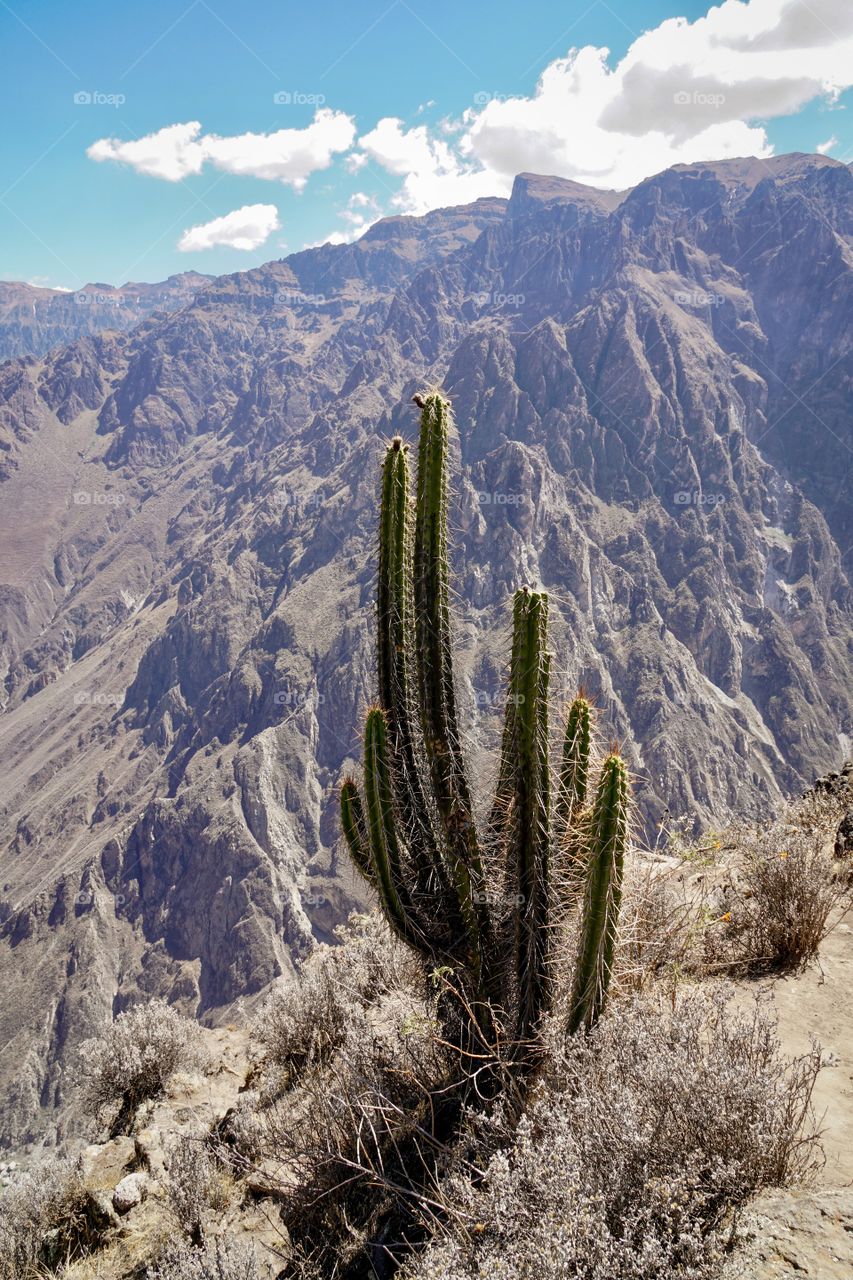 Cactus 