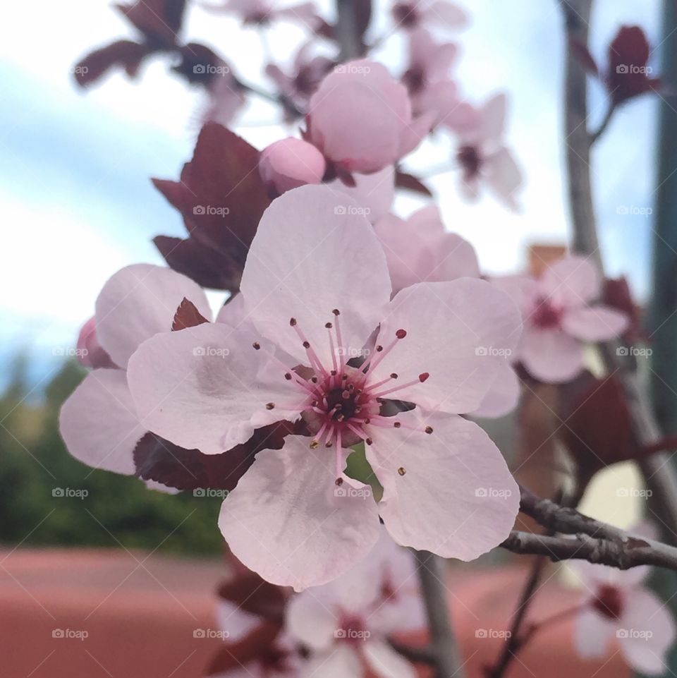 Close-up of cherry blossom flower