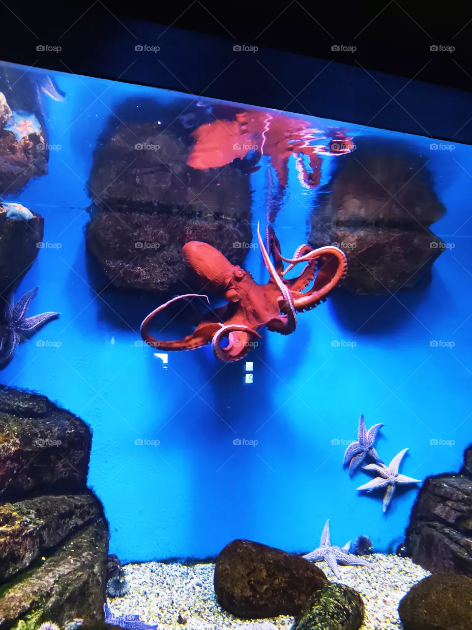 Red octopus