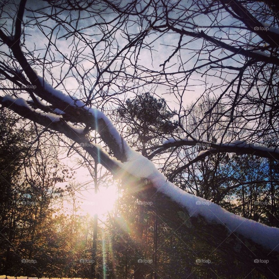 Snowy trees at sunrise