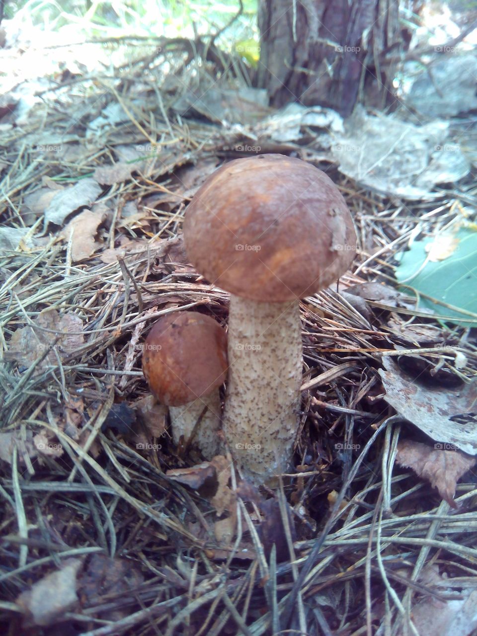 two mushroom