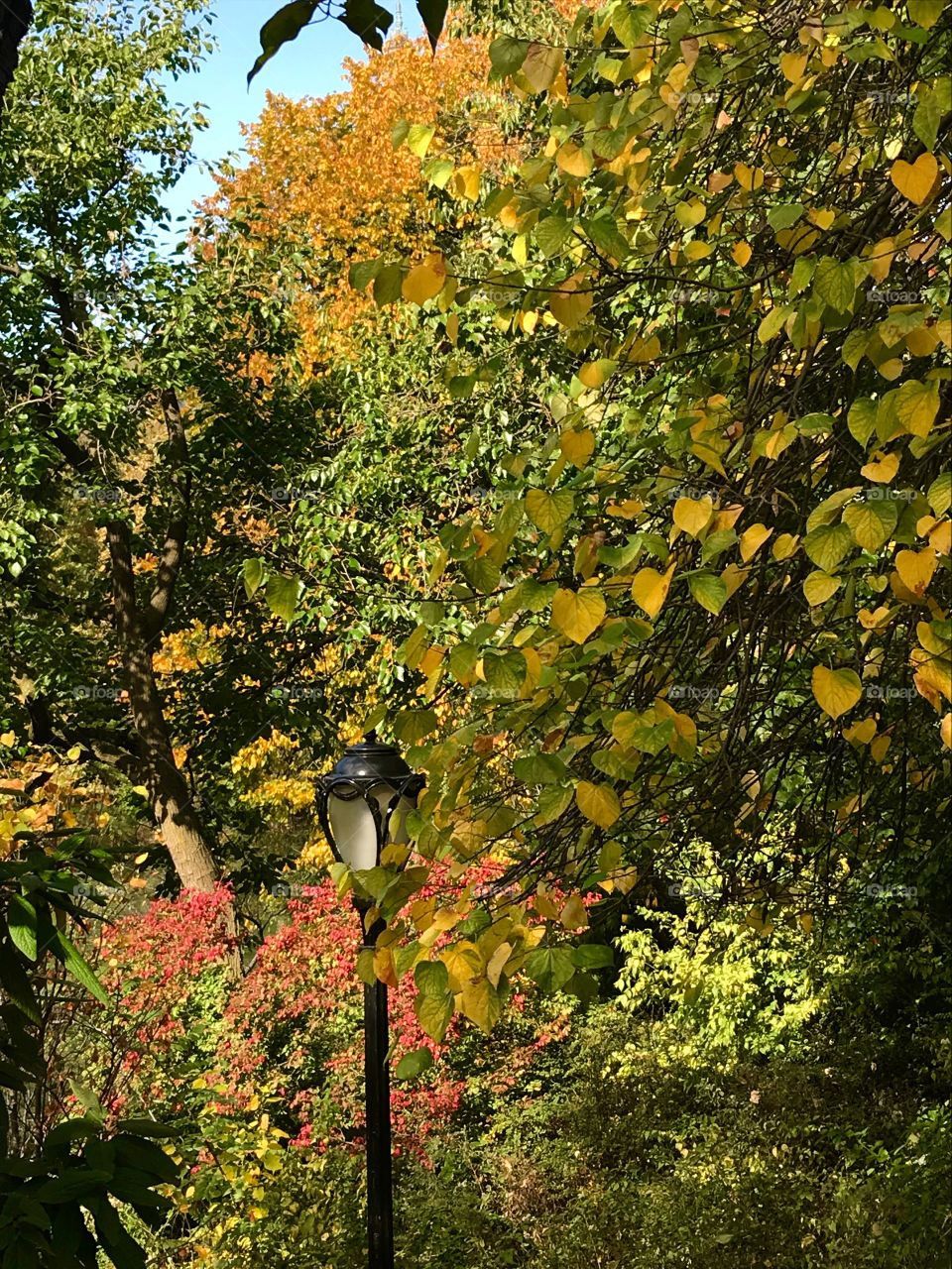 Autumn in Central Park 