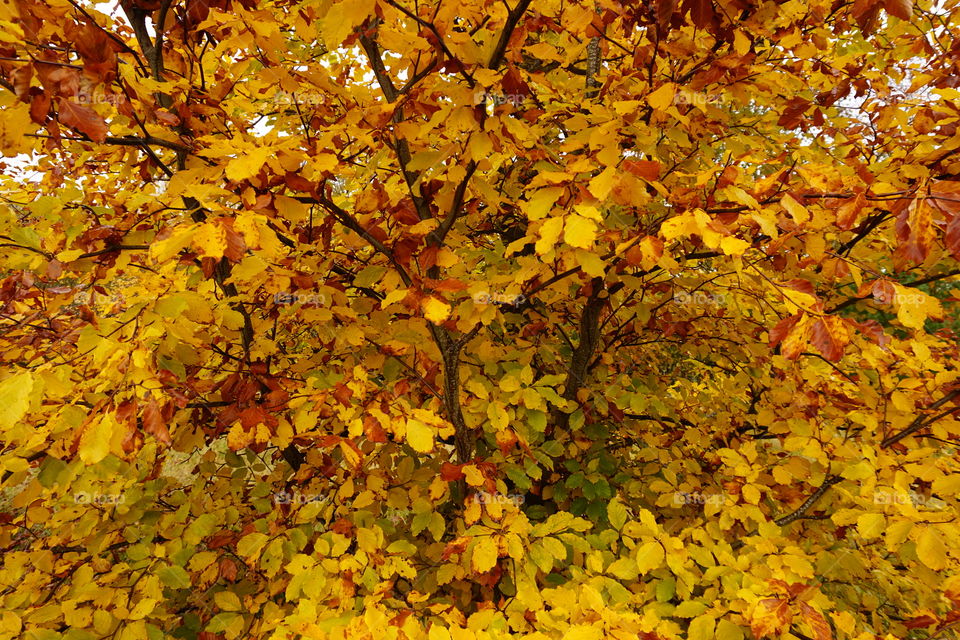 Deep Yellow Leaves ...Autumn has arrived 🍁