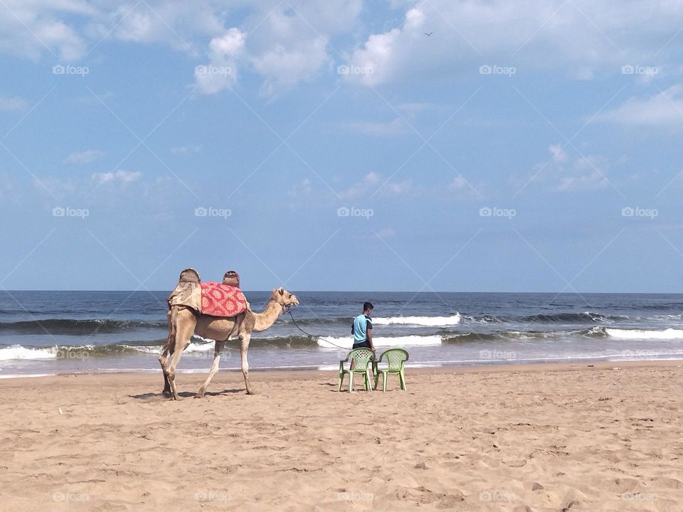 Camel in the beach