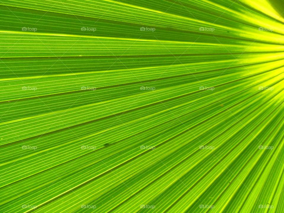 Leaf, Palm, Summer, Flora, Tropical