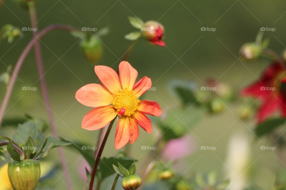 Blooming flower in field