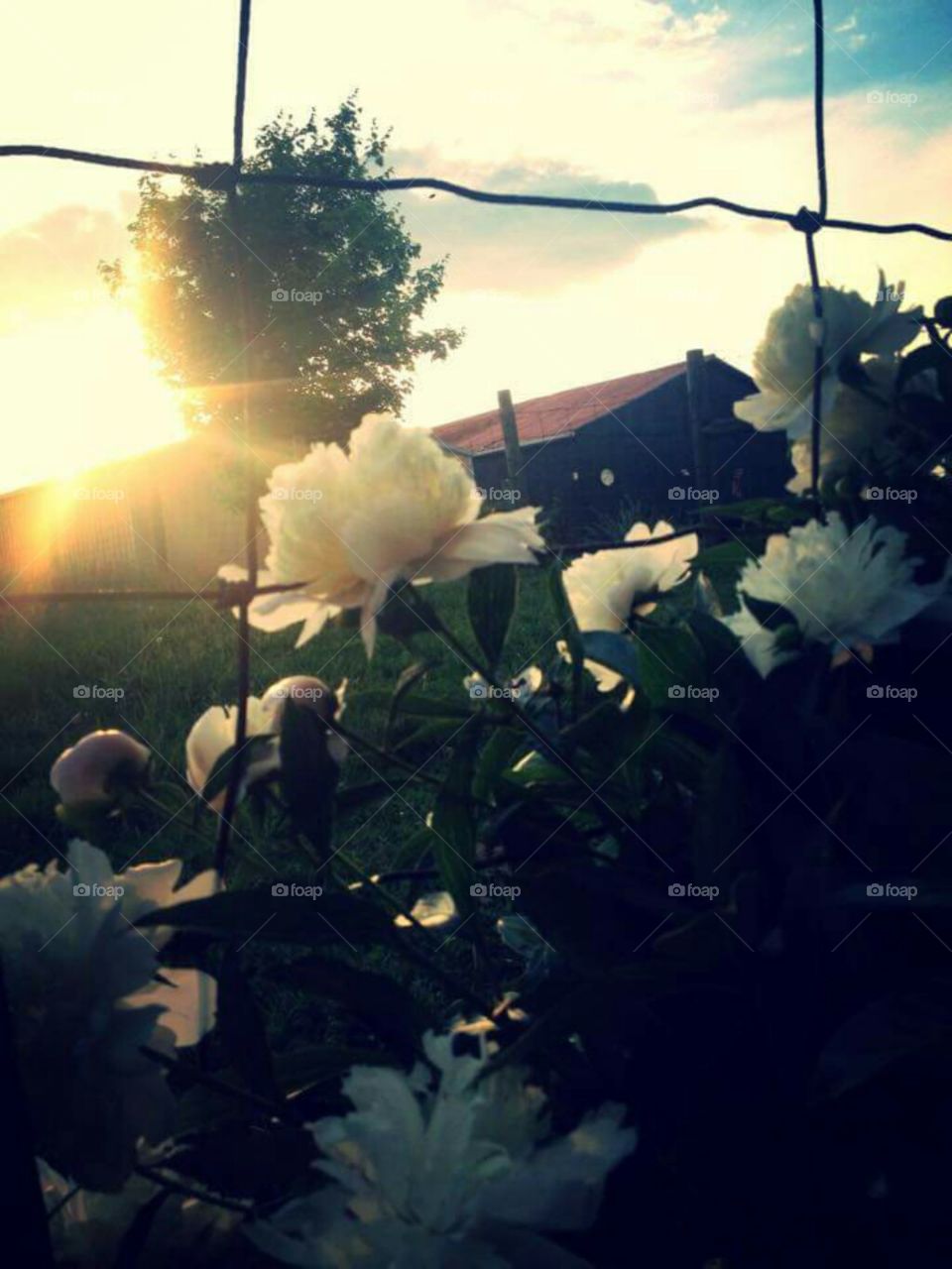 flowers by the sun