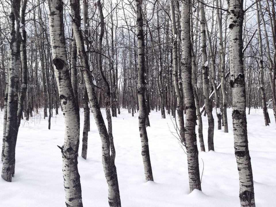 Trees in Winter