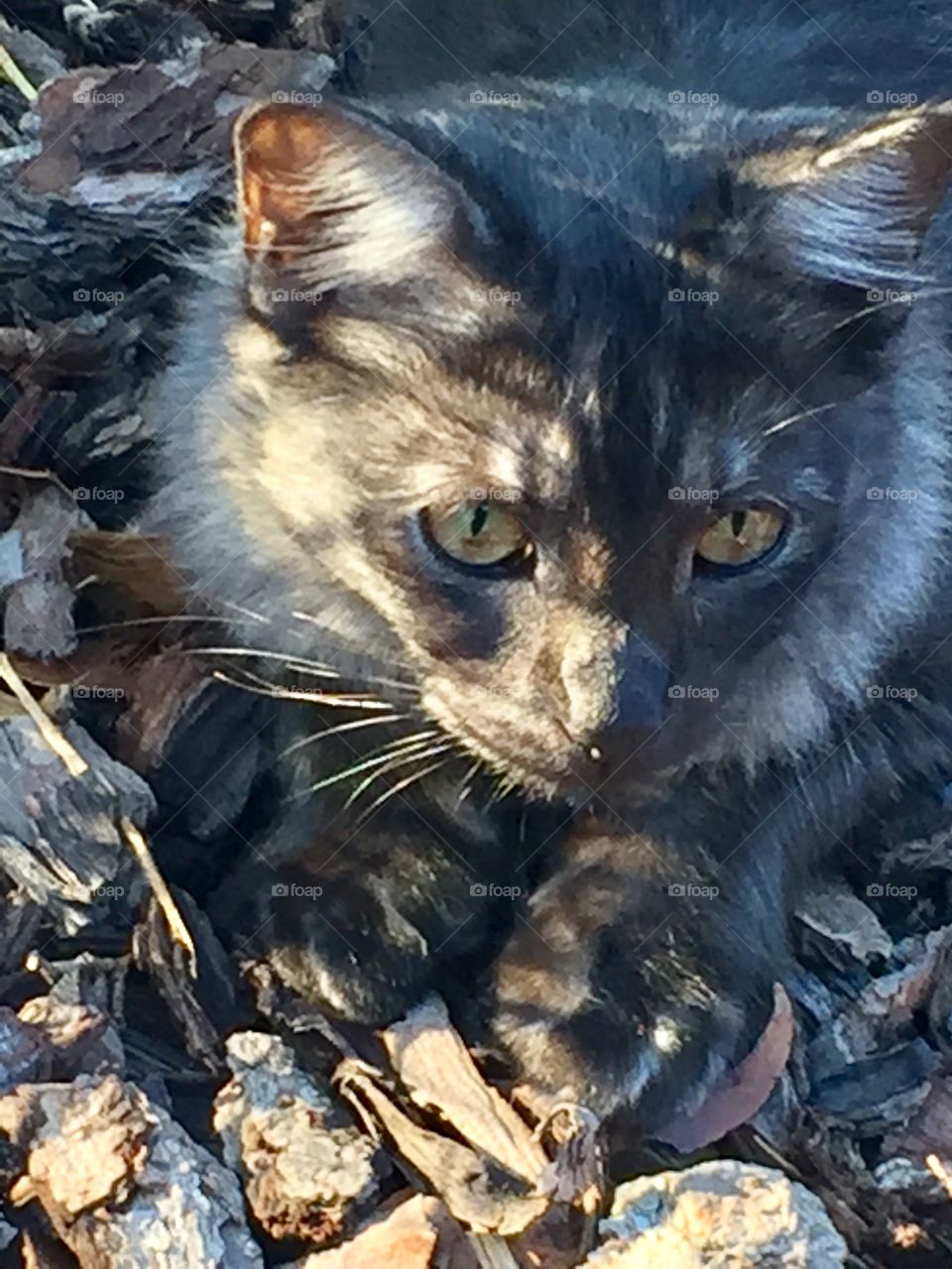 Hiding in the shadows 