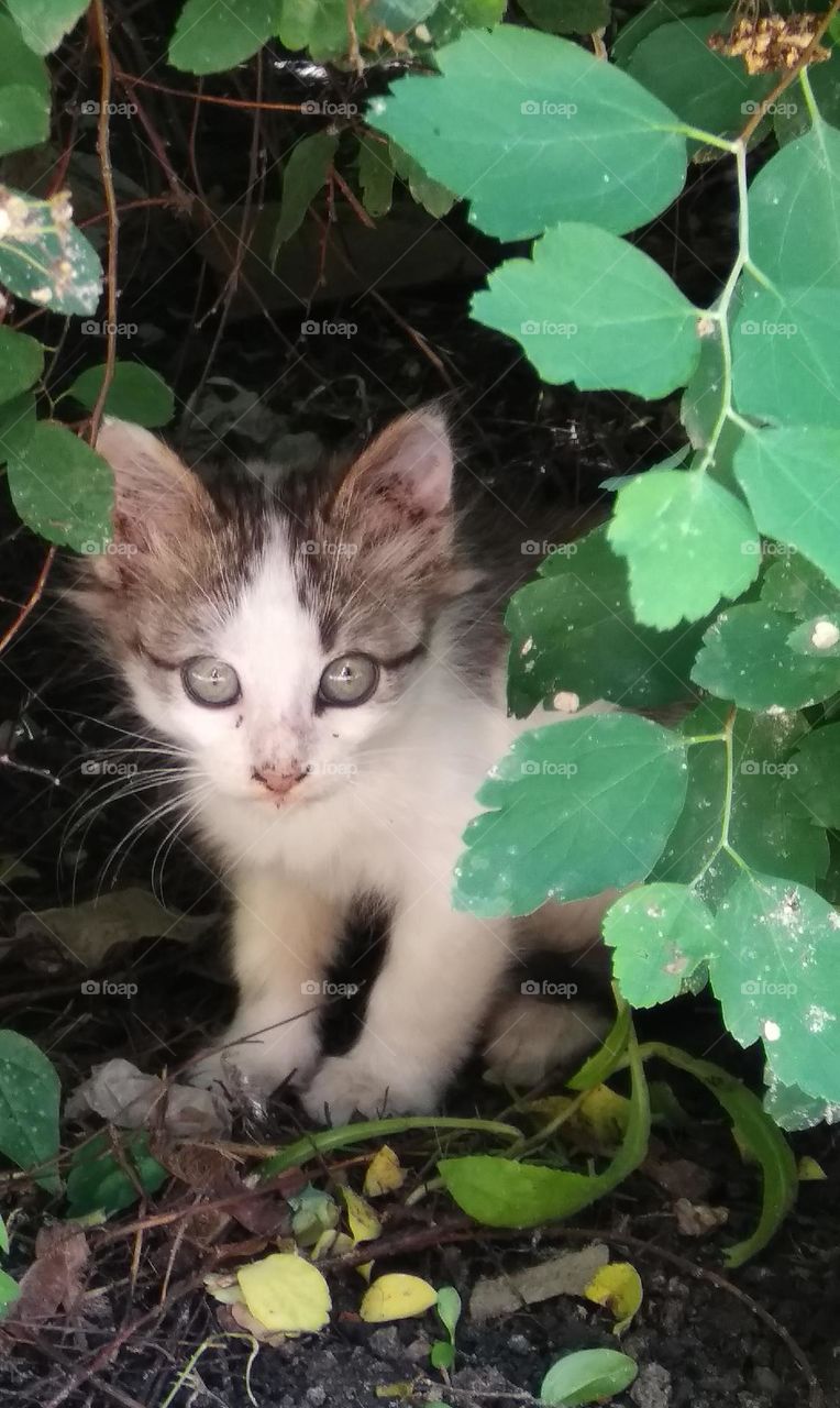 Be authentic cat astrophy