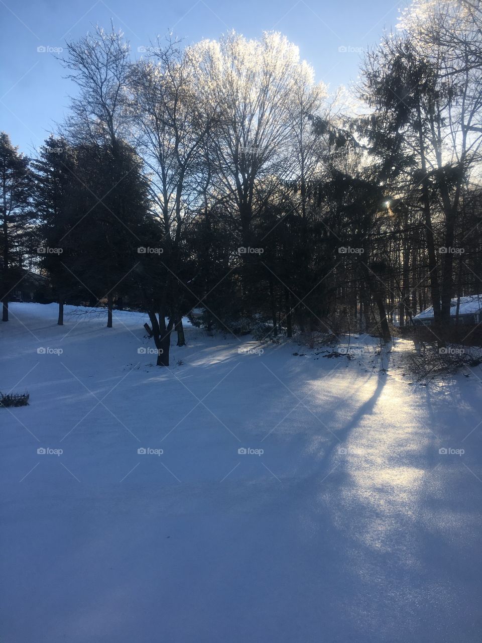 Icy trees in Connecticut