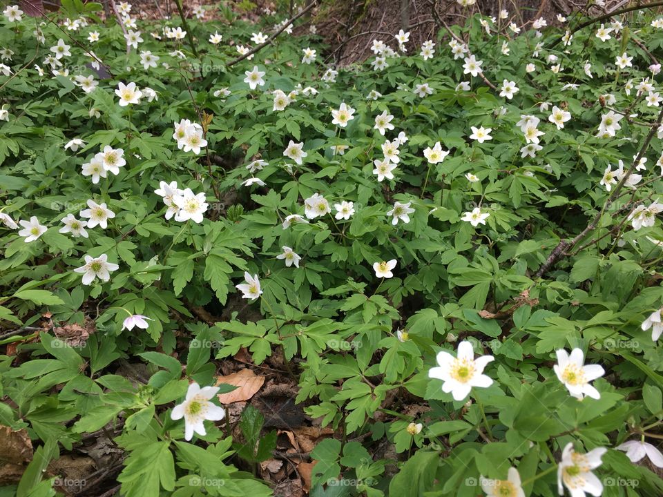 white flowes