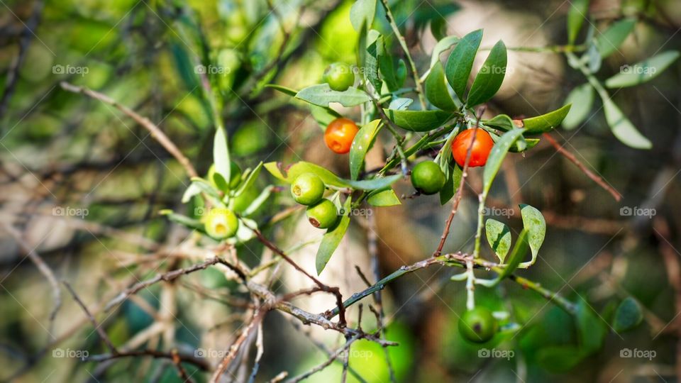 Berries 