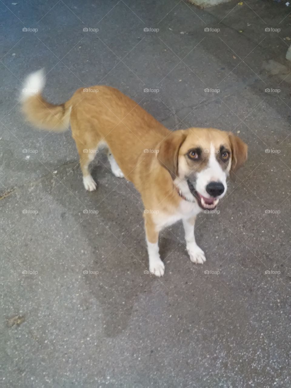 Happy dog looking at me 