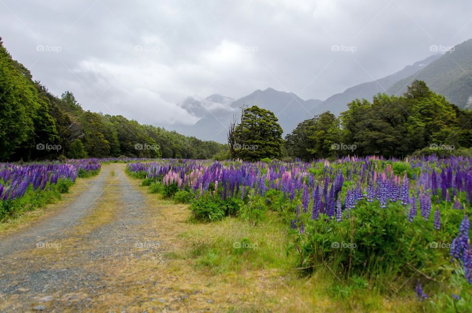 Lupine sin NZ