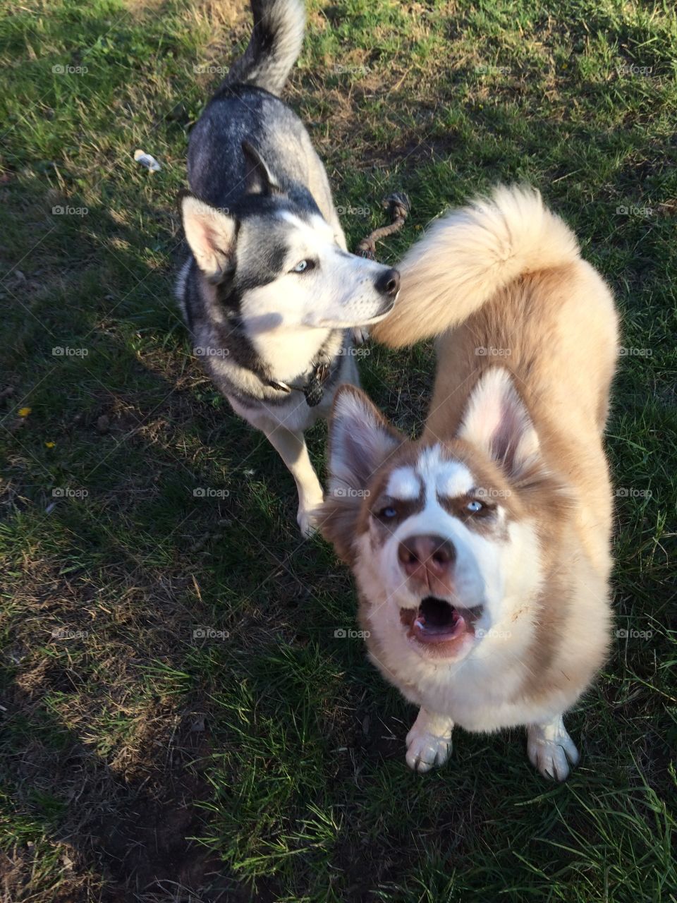Incredible husky dogs 