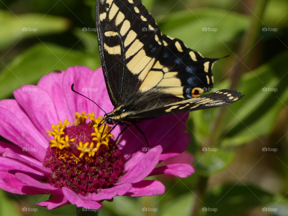 Swallowtail on pink zinnia facing left 