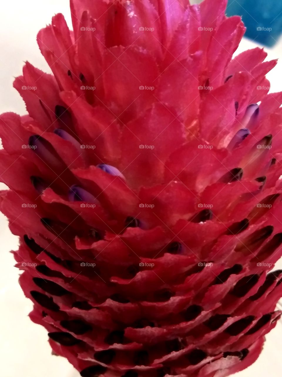 pink pineapple