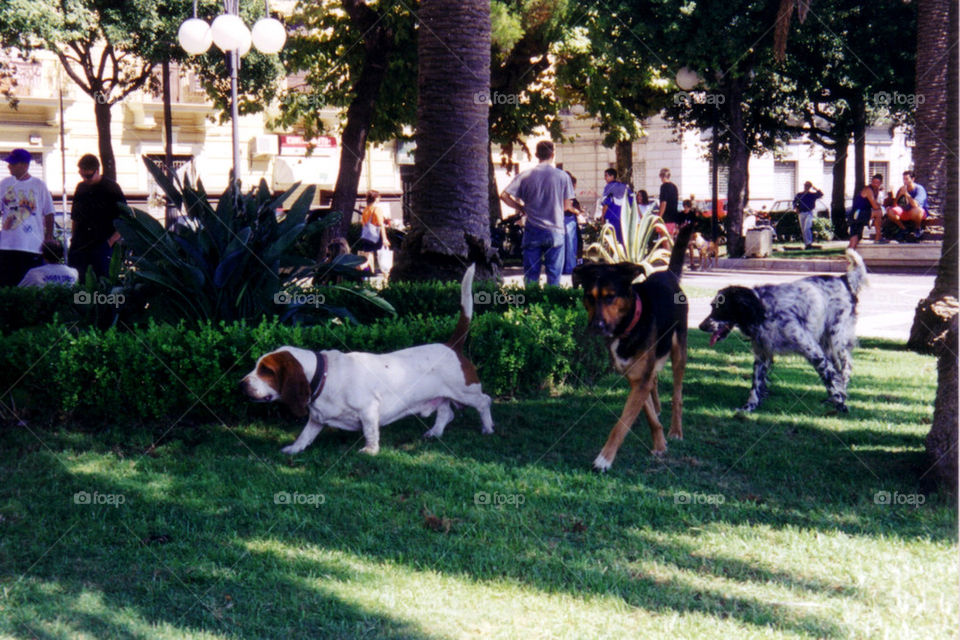 mans best friend canines follow the leader tre cani by Heliography