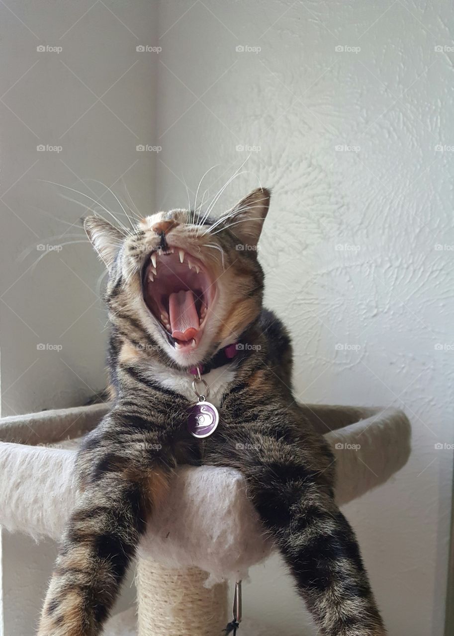 yawning