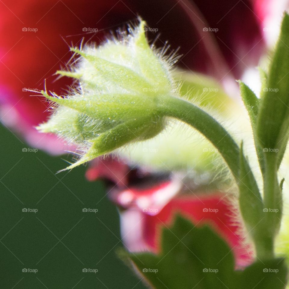 Springtime flower bud