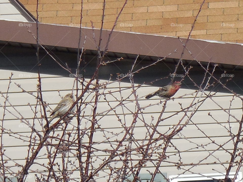 sparrow couple in tree