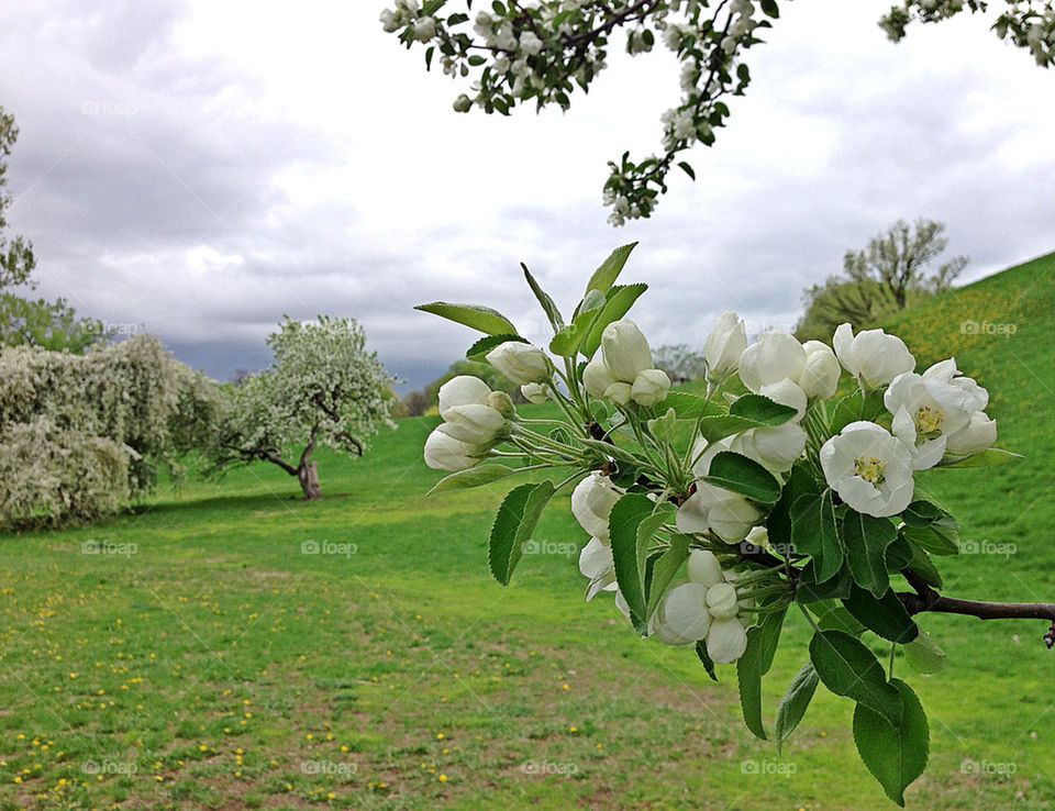 Blossom