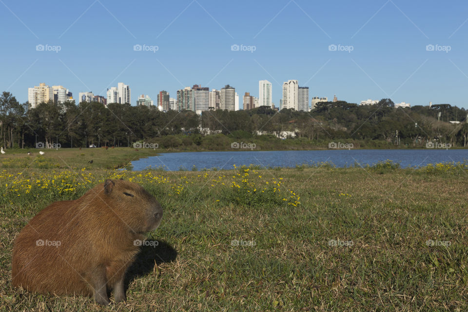 Barigui Park in Curitiba Parana Brazil.