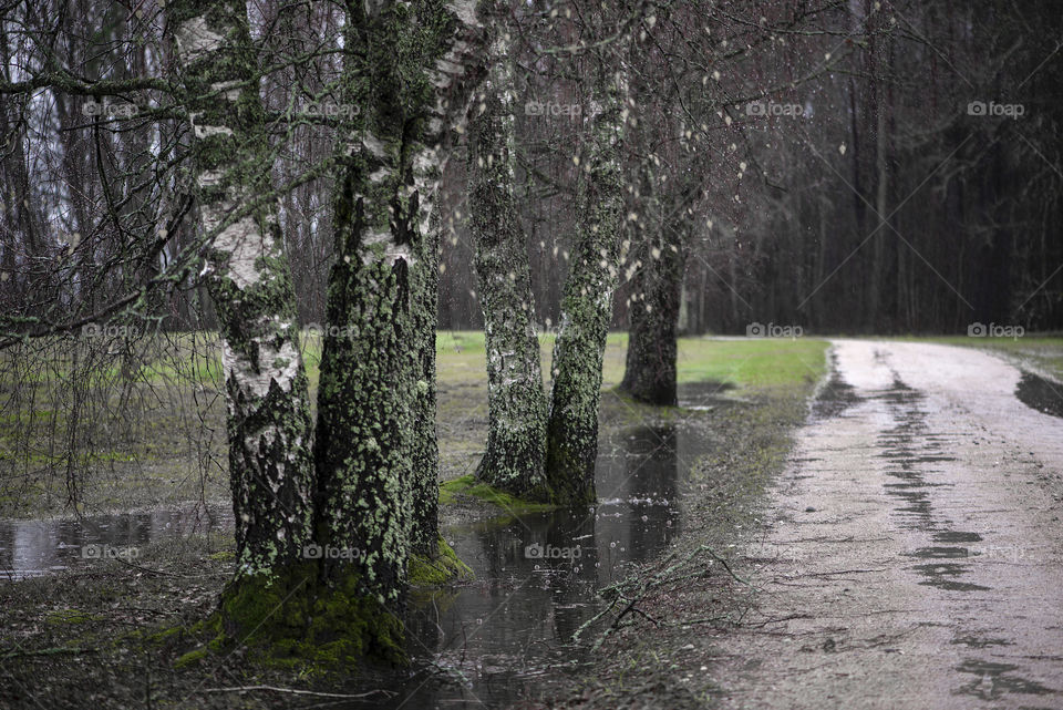 Rural road in rainy autumn day