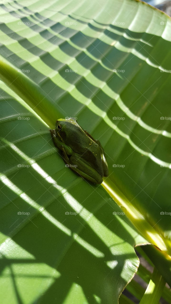 An older tree frog on a banana plant leaf