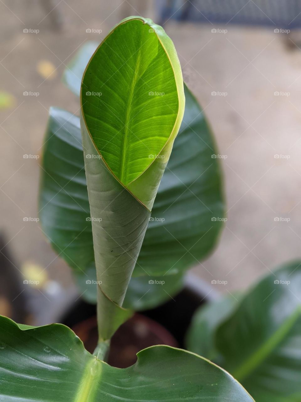 new growth on bird of paradise