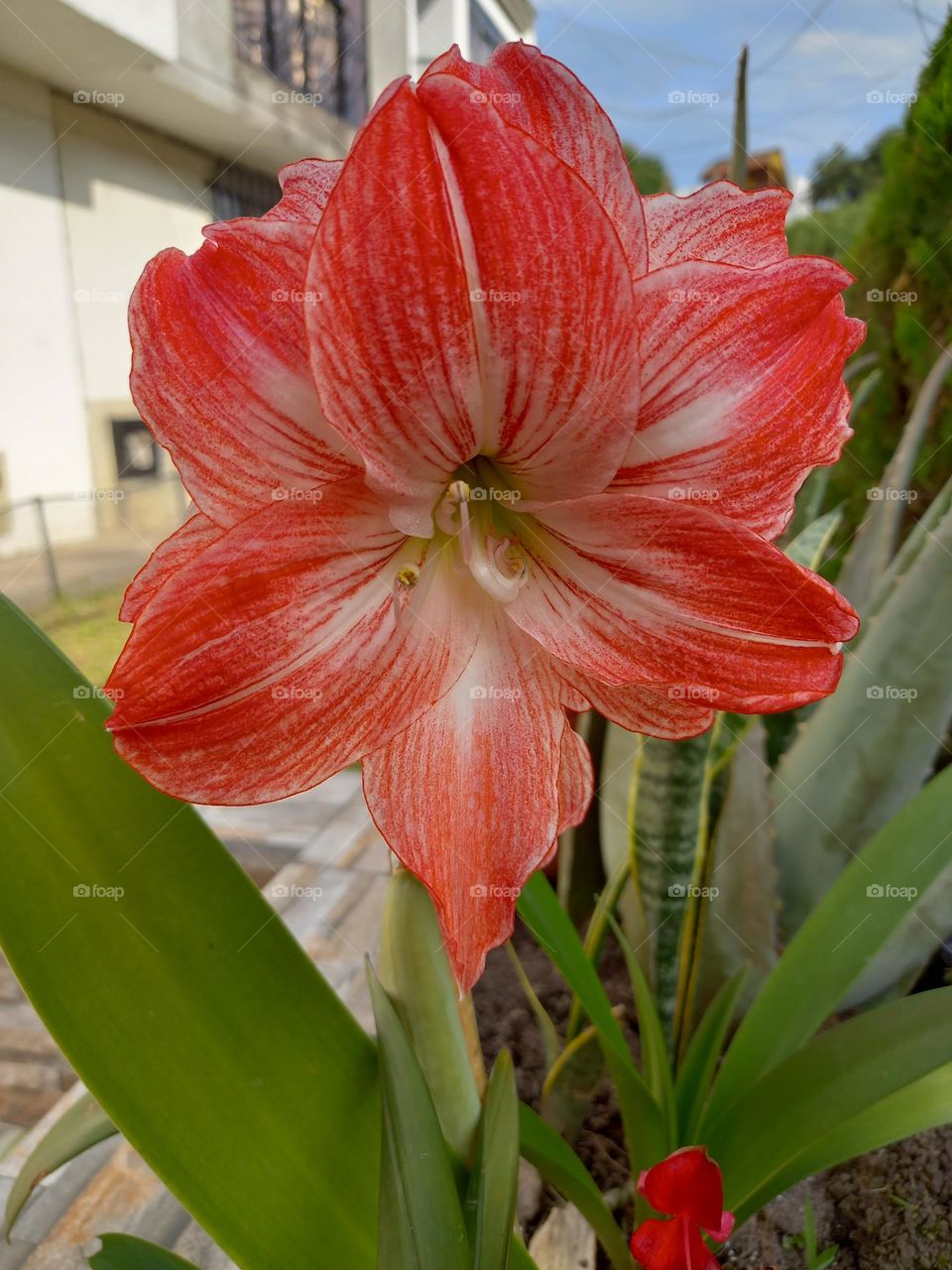 red flower
