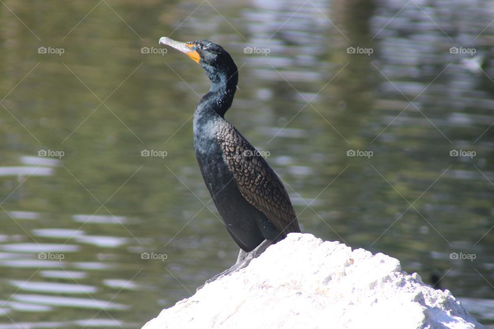 Cormorant on a Rock