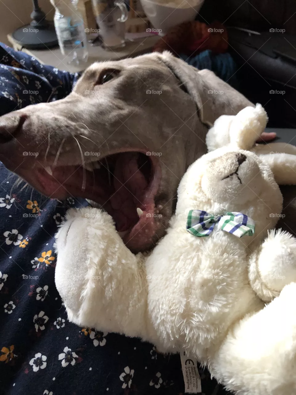 Dog Love ❤️