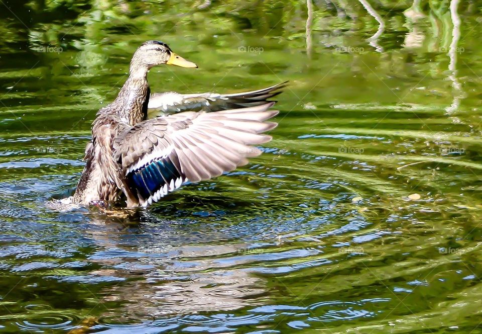 Duck splashing in the pond
