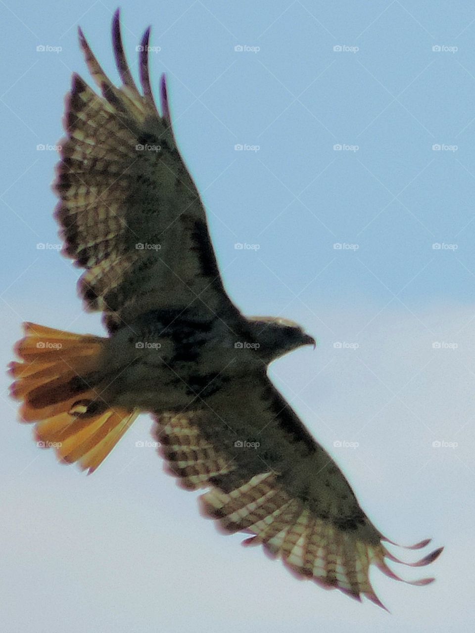 Takeoff. A Red Tail takes wing