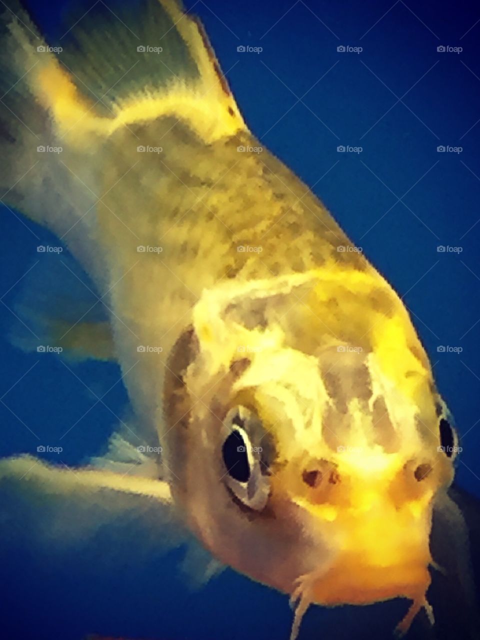 Goldfish swimming in an aquarium 