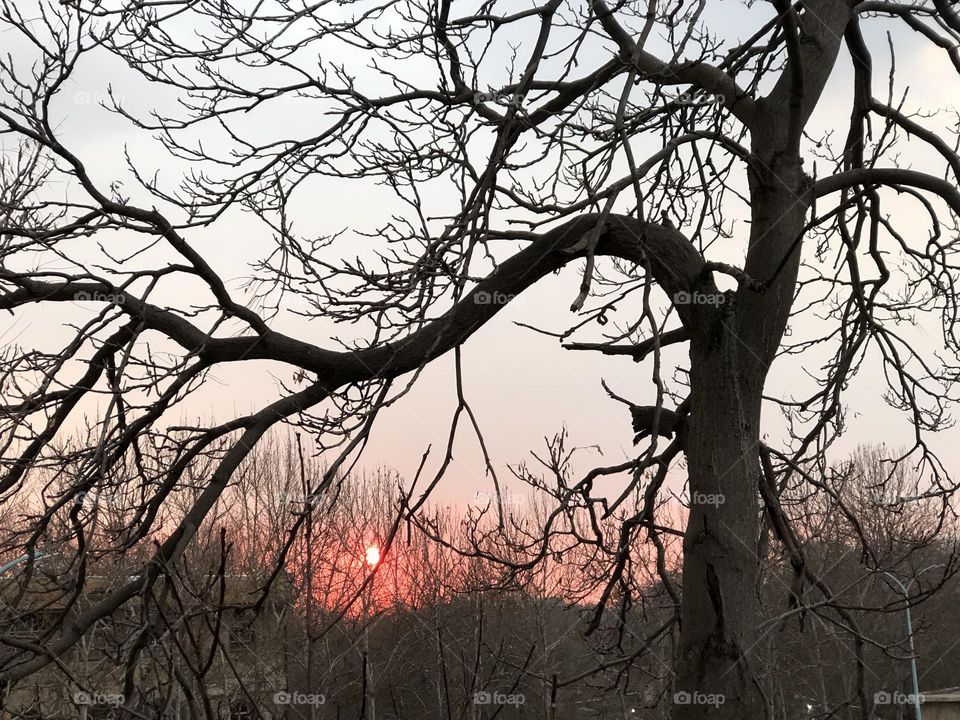 Sunset and the tree branches beseeching the sun to stay. 