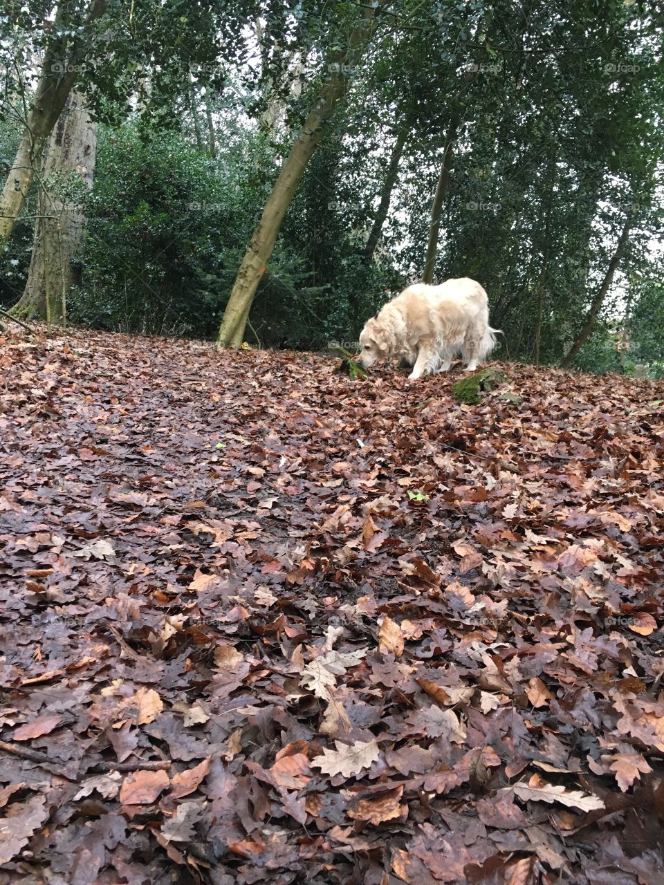 Nature, No Person, Tree, Wood, Environment