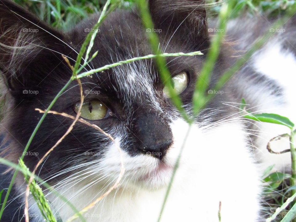 black and white tuxedo cat looking through grass